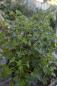 Preview: Pelargonie, Vanille-Duft- (Pflanze)